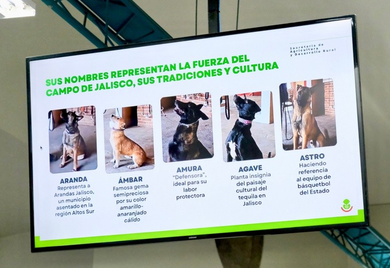  Se trata de tres hembras y dos machos, de entre dos y tres años de edad, que llevan por nombre Aranda, Ámbar, Amura, Agave y Astro. ESPECIAL