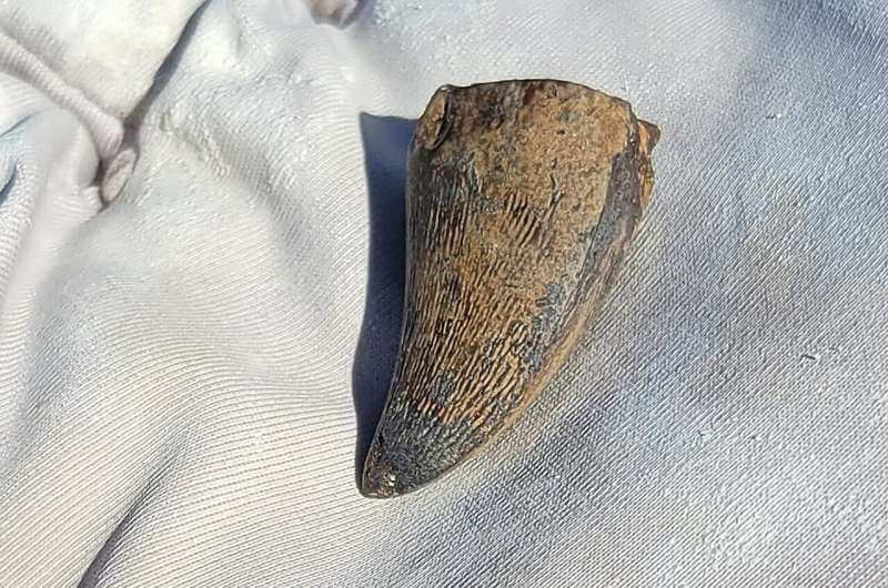 Diente de mosasaurio hallado en 2022 en la región de Bismarck, en Dakota del Norte, Estados Unidos, cuyo estudio ha permitido identificar la presencia de estos grandes reptiles en antiguos ambientes de agua dulce. Crédito: Melanie During.