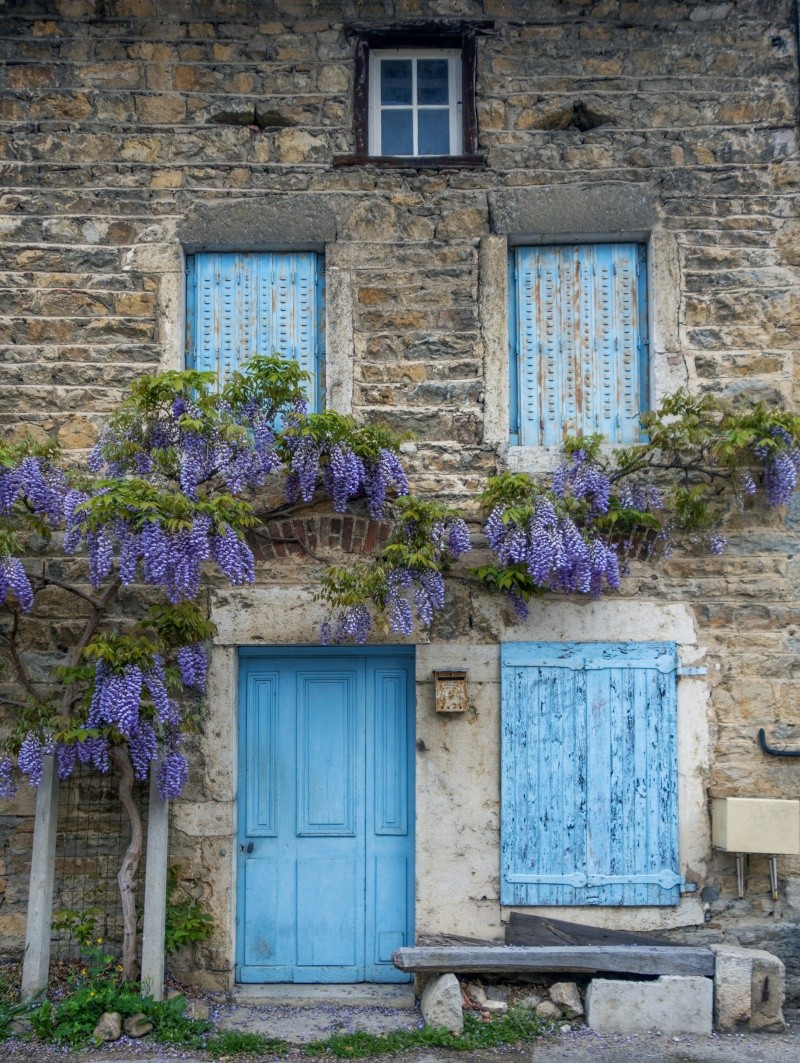 Las flores violetas de la glicina cuelgan en cascada. UNSPLASH / S. Wander 