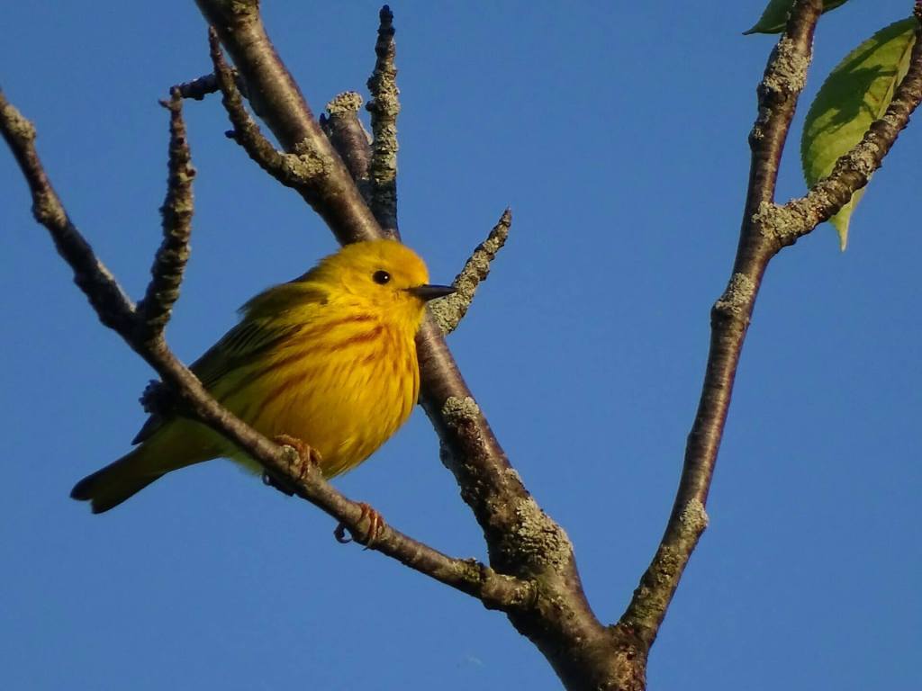 aves
