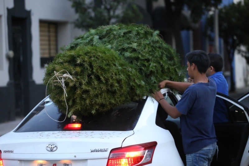 Uno de los atractivos es la adquisición de pinos naturales. GOBIERNO DE GUADALAJARA Uno de los atractivos es la adquisición de pinos naturales. GOBIERNO DE GUADALAJARA