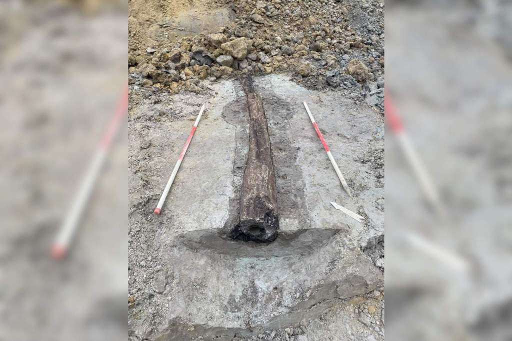 Tubería hidráulica romana hecha de troncos