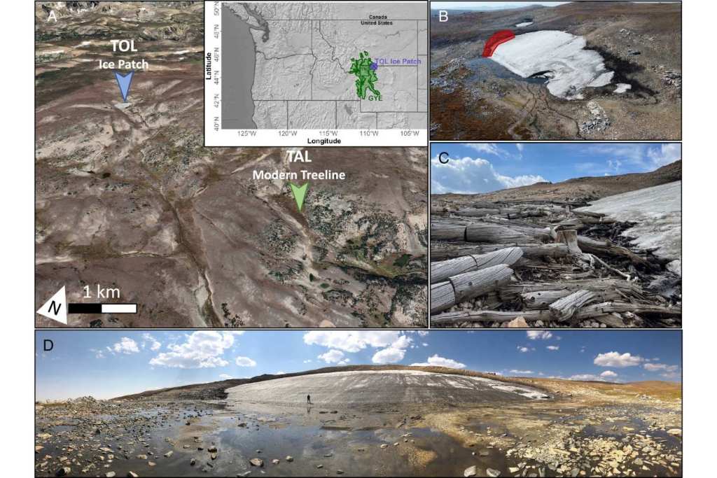 Ubicación del hielo fósil (TOL) y su relación con la línea de árboles actual en Yellowstone, donde el deshielo ha revelado pinos blancos subfósiles