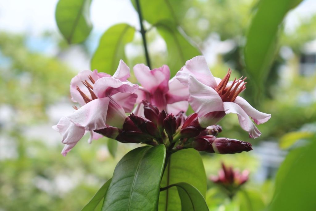 Planta letal y medicinal a la vez, el Strophanthus fue utilizado durante siglos como veneno para flechas en África antes de inspirar asesinatos ficticios en la literatura de Agatha Christie
