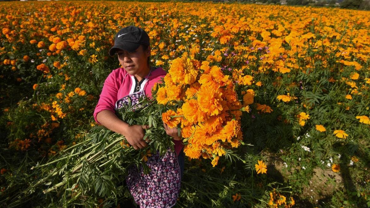 venta de flor de cempasúchil en CDMX