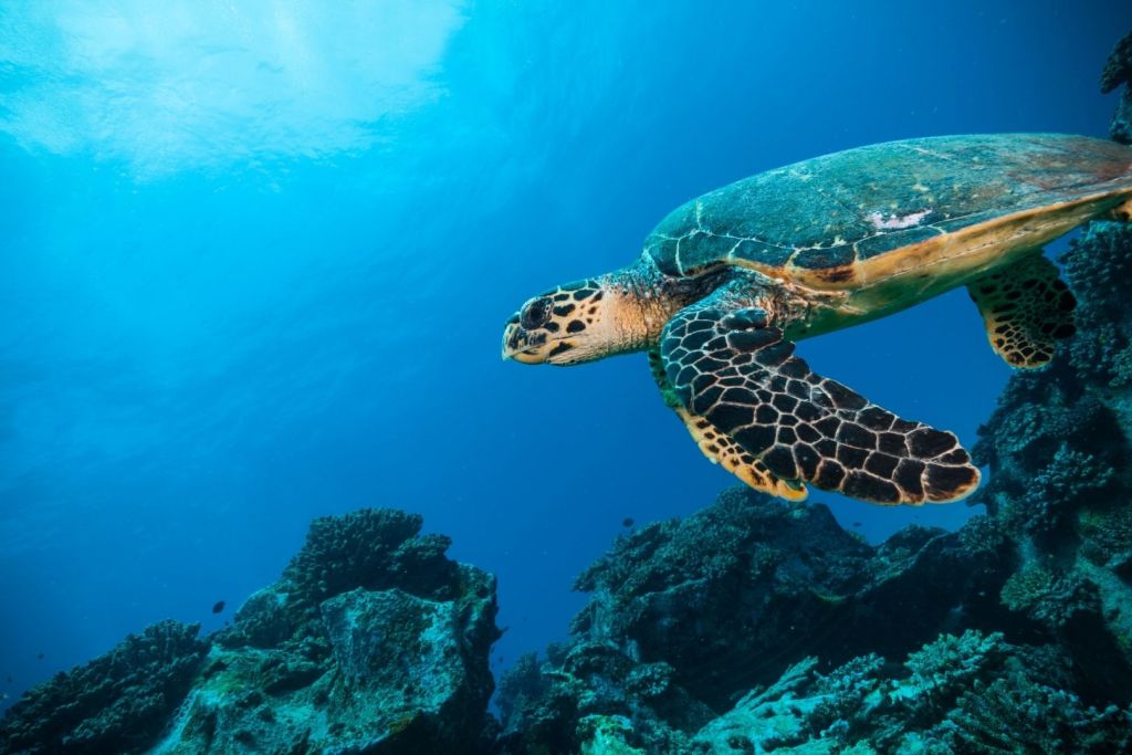 Sin vida marina, el equilibrio climático de la Tierra podría colapsar mucho antes de lo previsto, advierten los científicos