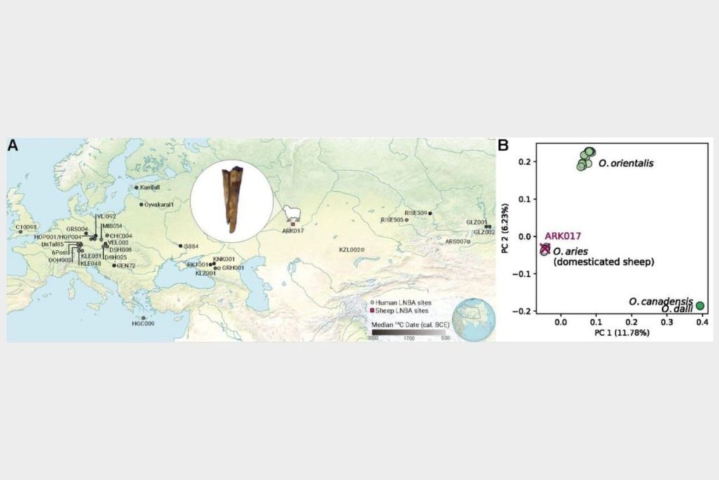 El ADN de la bacteria Yersinia pestis ha sido identificado en una oveja de la Edad del Bronce, proporcionando una nueva pista sobre cómo la peste pudo haberse propagado entre las antiguas comunidades agrícolas